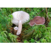 Мицелий Млечника блеклого / Млечник вялый ( Lactarius vietus)